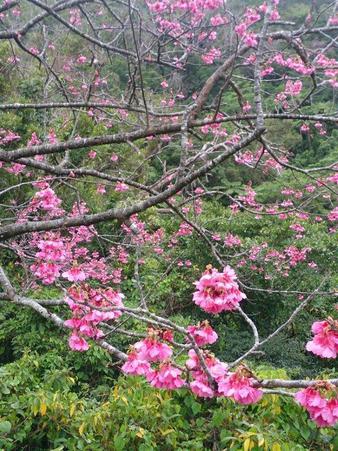明日から桜まつり 明日から桜まつり