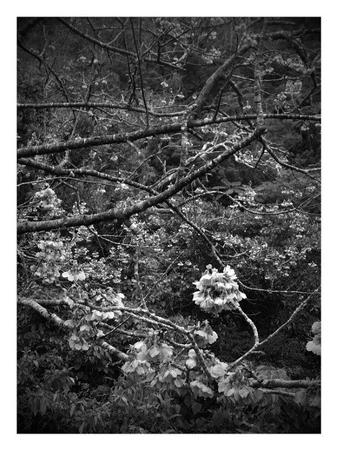 明日から桜まつり 明日から桜まつり