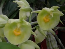 Mundiflora さんより