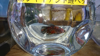 ベタ3 ベタ3