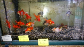 金魚1 金魚1