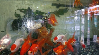 金魚2 金魚2
