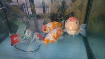 金魚4 金魚4