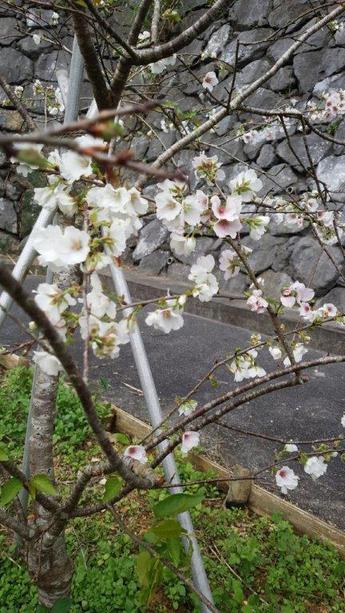 2018.3.10 久米の桜 2018.3.10 久米の桜