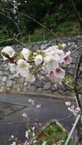 2018.3.10 久米の桜 2018.3.10 久米の桜