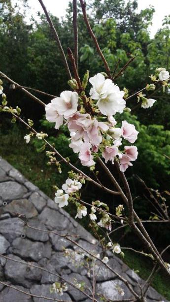 2018.3.10 久米の桜 2018.3.10 久米の桜