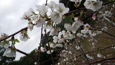 2018.3.10 久米の桜 2018.3.10 久米の桜