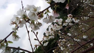 2018.3.10 久米の桜 2018.3.10 久米の桜