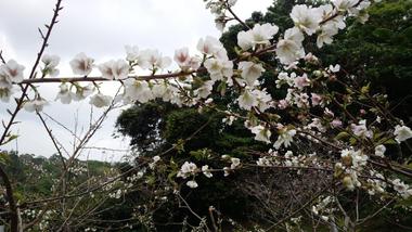 2018.3.10 久米の桜 2018.3.10 久米の桜