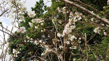2018.3.10 久米の桜 2018.3.10 久米の桜