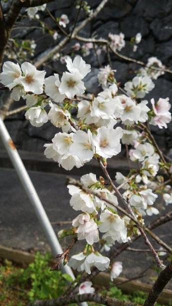 2018.3.10 久米の桜 2018.3.10 久米の桜