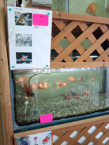 珍しい金魚