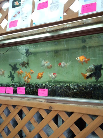 珍しい金魚