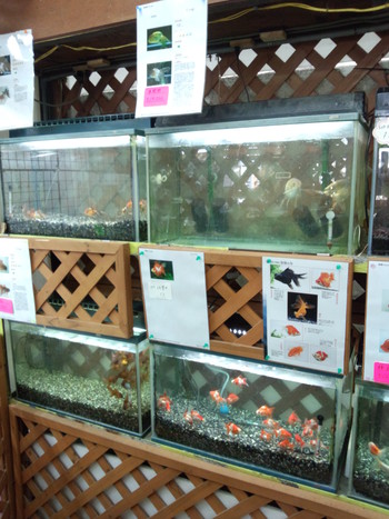 珍しい金魚
