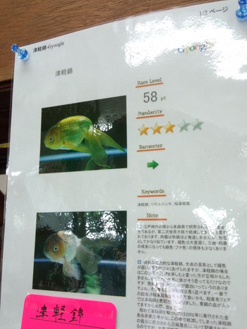 珍しい金魚