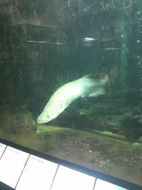 海洋博 熱帯ドリームセンター内 ピラルク