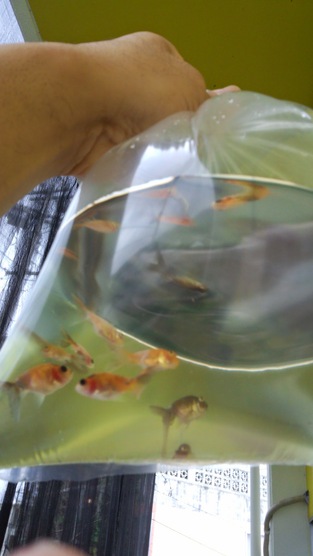 金魚 金魚