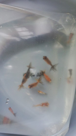 金魚 金魚