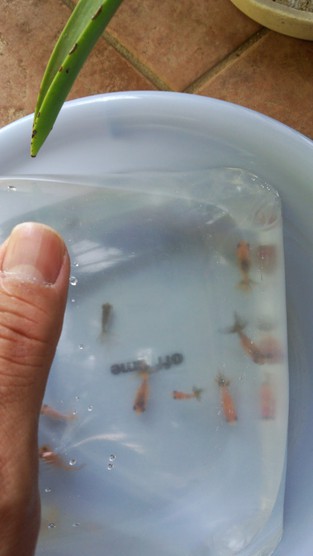 金魚 金魚
