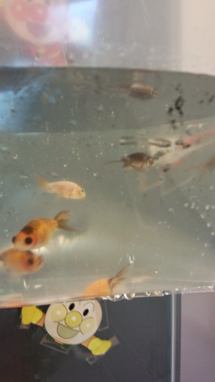 金魚 金魚