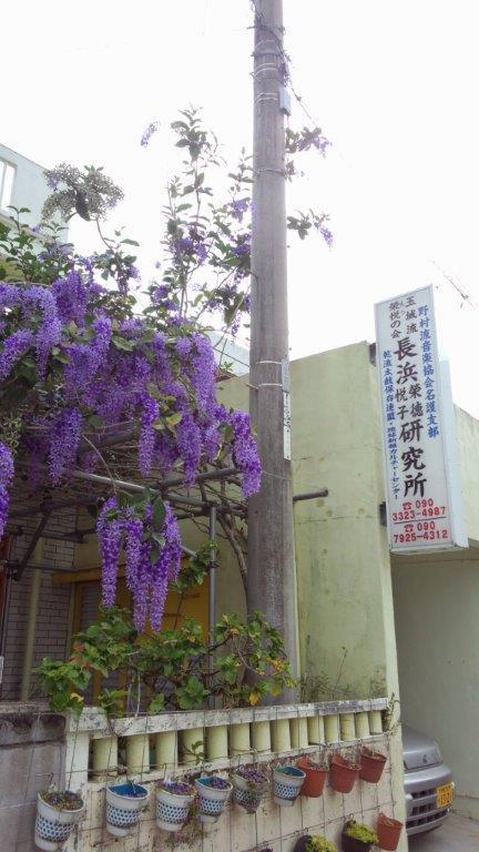 ぺトレア満開 ぺトレア満開