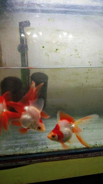 飯田産の金魚 飯田産の金魚