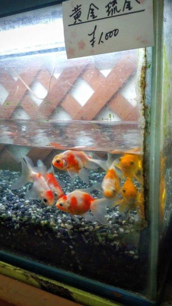 飯田産の金魚 飯田産の金魚