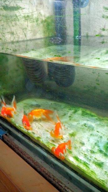 飯田産の金魚 飯田産の金魚