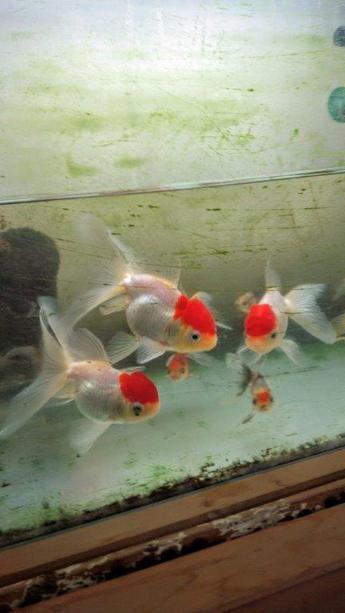 飯田産の金魚 飯田産の金魚