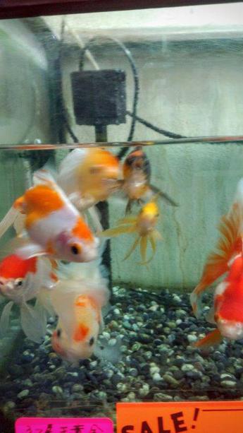 飯田産の金魚 飯田産の金魚
