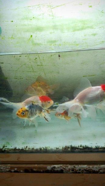飯田産の金魚 飯田産の金魚