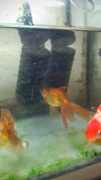 飯田産の金魚 飯田産の金魚