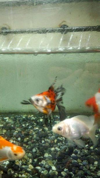 飯田産の金魚 飯田産の金魚