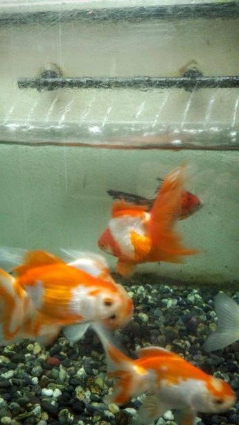 飯田産の金魚 飯田産の金魚