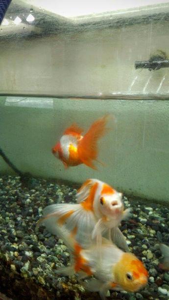 飯田産の金魚 飯田産の金魚
