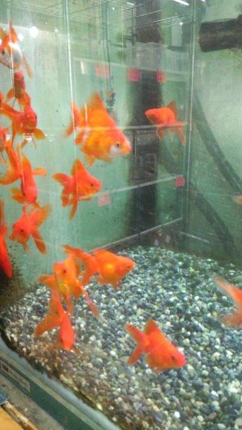 飯田産の金魚 飯田産の金魚