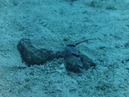 【瀬底島】冬の沖縄ダイビングでチンアナゴ発見♪