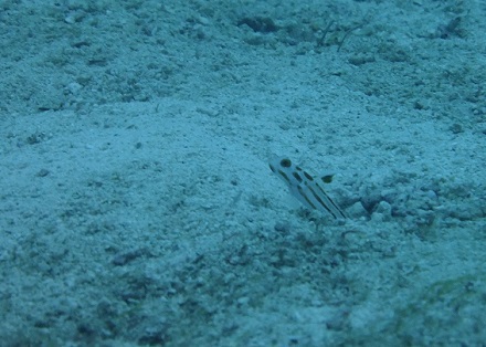 【瀬底島】冬の沖縄ダイビングでチンアナゴ発見♪