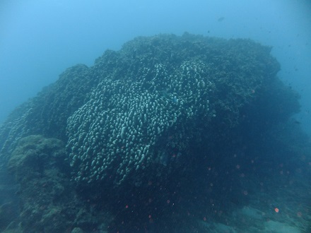 【瀬底島】冬の沖縄ダイビングでチンアナゴ発見♪