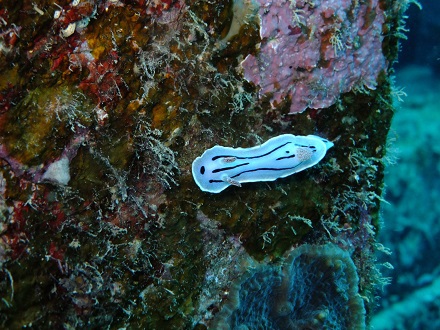 【瀬底島】冬の沖縄ダイビングでチンアナゴ発見♪