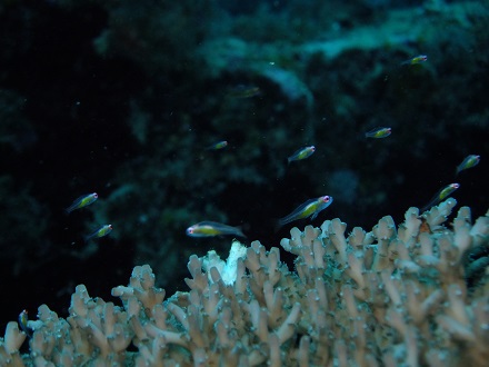 【瀬底島】冬の沖縄ダイビングでチンアナゴ発見♪