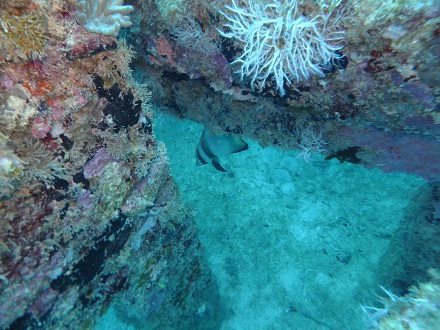 【瀬底島】冬の沖縄ダイビングでチンアナゴ発見♪
