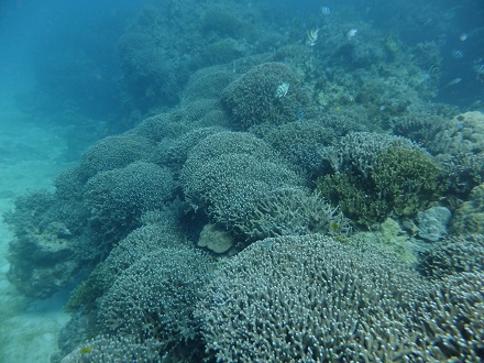 【瀬底島】冬の沖縄ダイビングでチンアナゴ発見♪