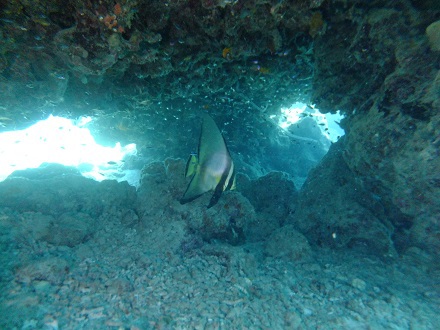 【瀬底島】冬の沖縄ダイビングでチンアナゴ発見♪