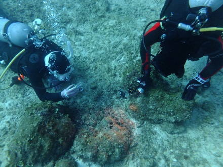 【瀬底島】冬の沖縄ダイビングでチンアナゴ発見♪