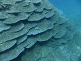 沖縄の海。辺野古・大浦湾のサンゴの森をご覧下さい♪ たくさん写真を載せています★