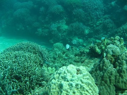 【瀬底島】冬の沖縄ダイビングでチンアナゴ発見♪