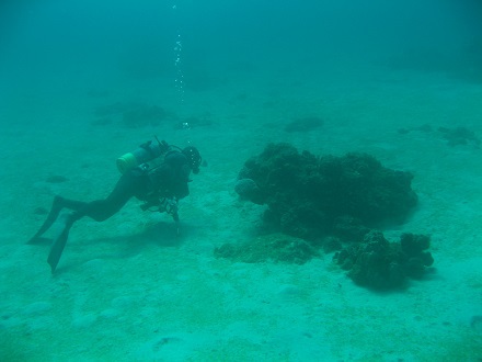 【瀬底島】冬の沖縄ダイビングでチンアナゴ発見♪