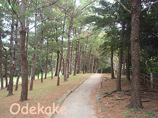 ◆浦添大公園 Cゾーン (うらそえだい/浦添市当山)