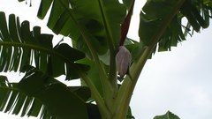 待望の!白斑開花!